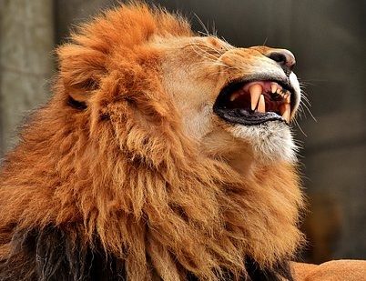 maasai mara